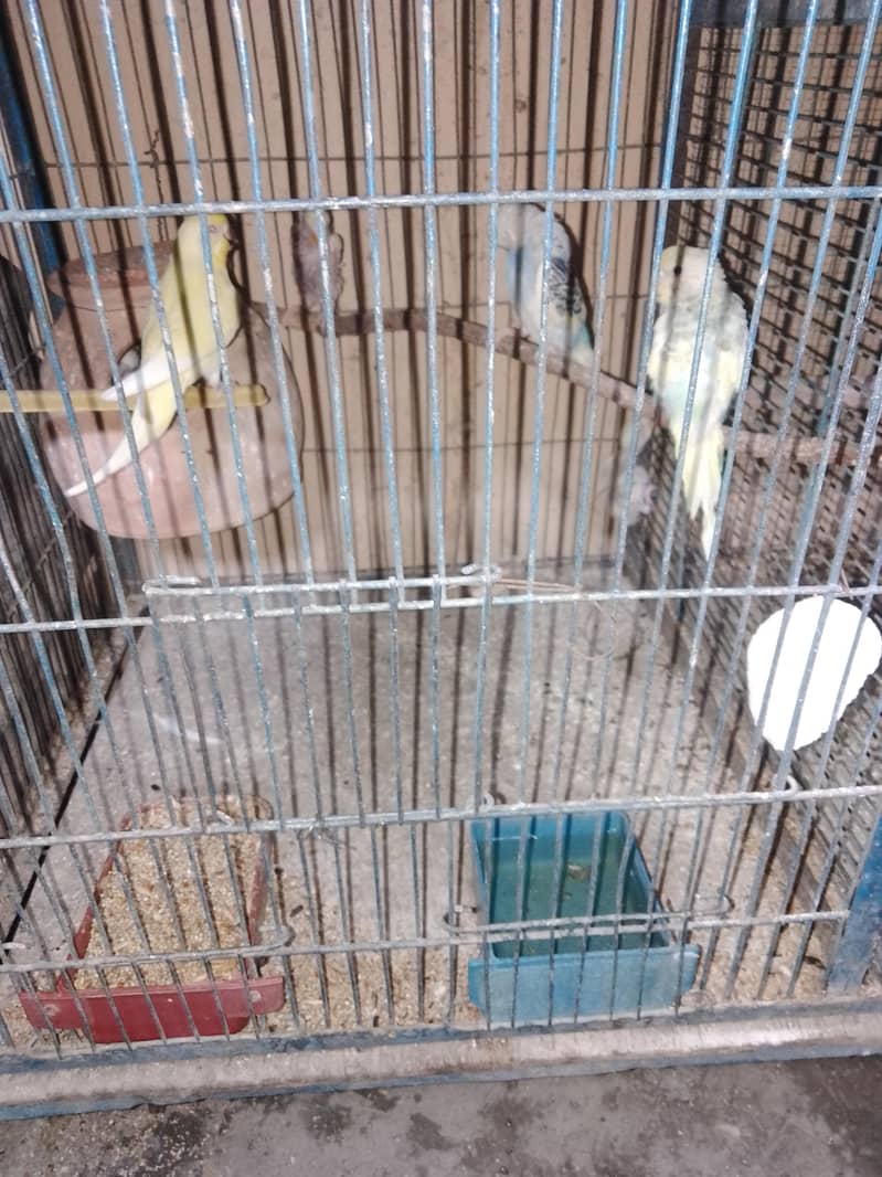breeding pair. 6