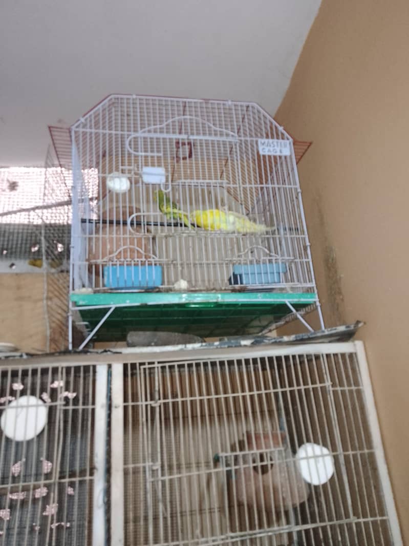breeding pair. 8
