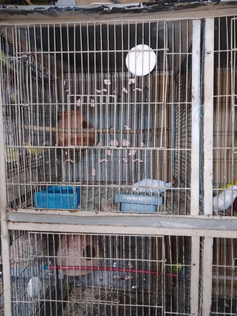 breeding pair. 9