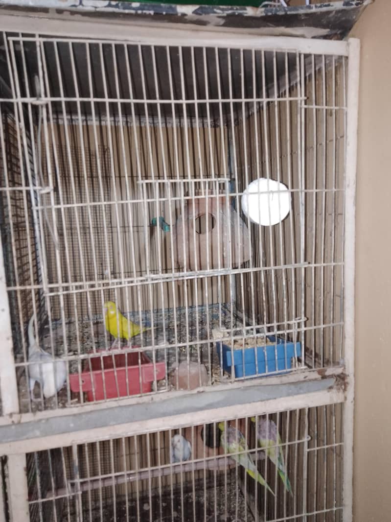 breeding pair. 10