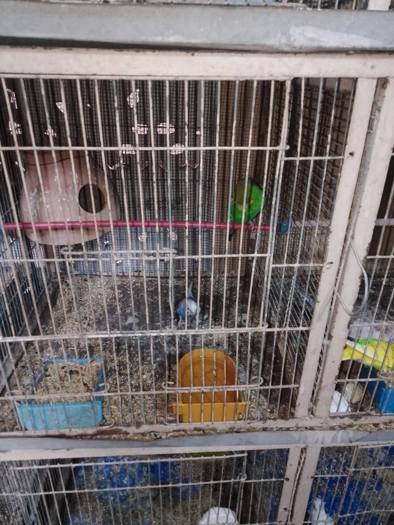 breeding pair. 11