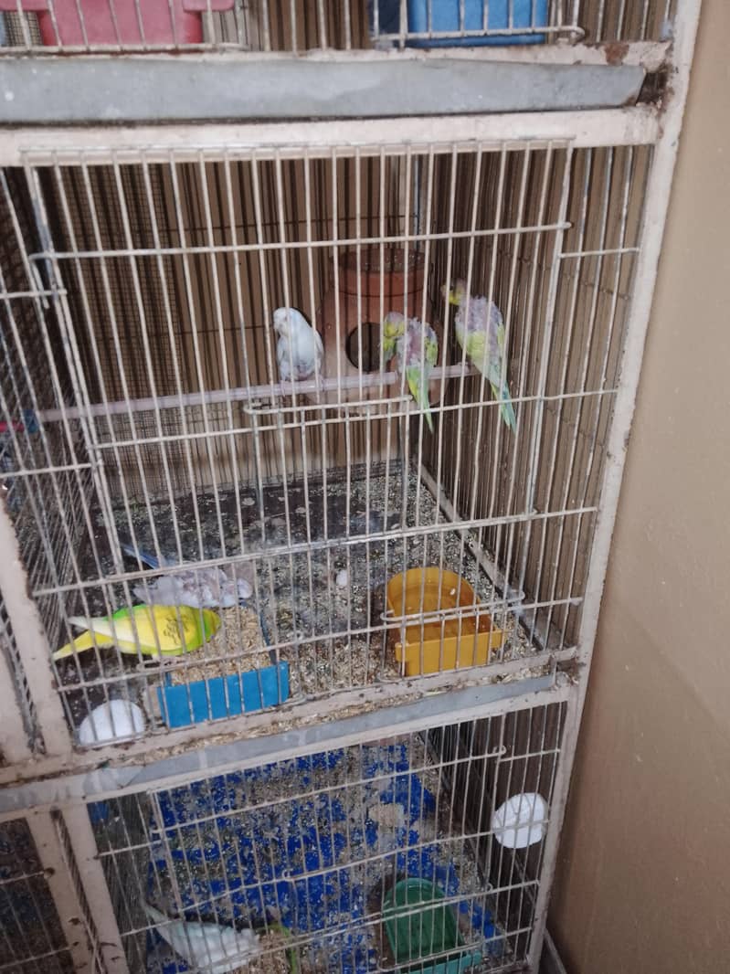 breeding pair. 12