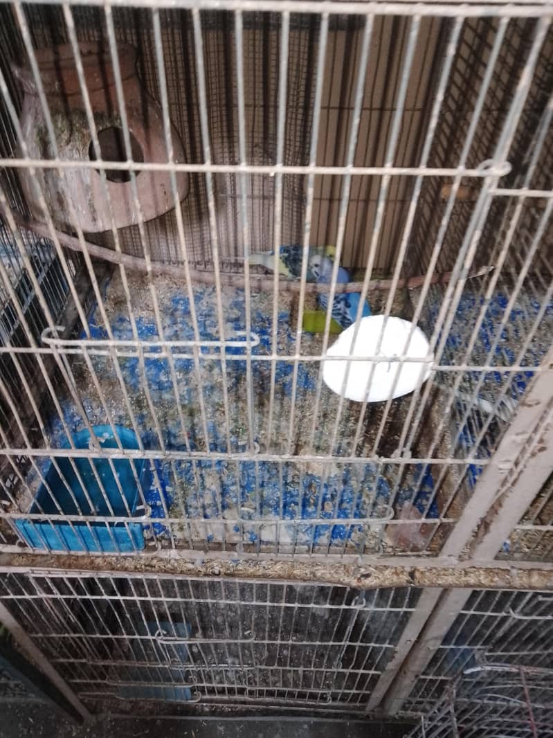 breeding pair. 13