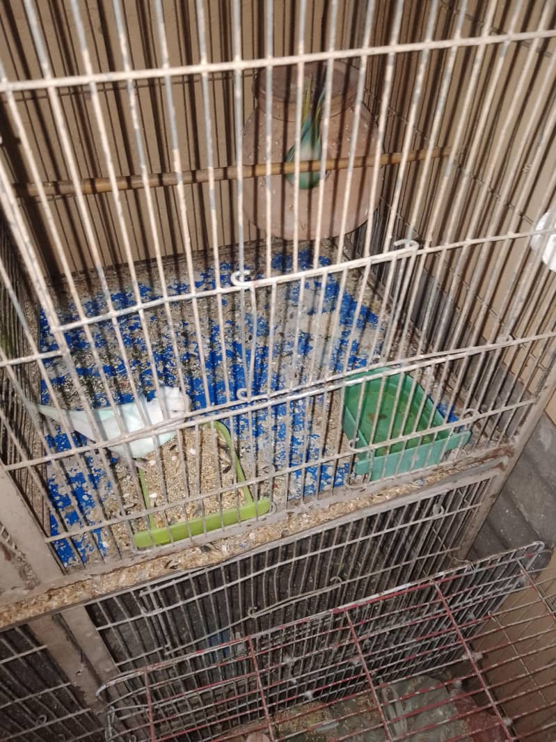 breeding pair. 14