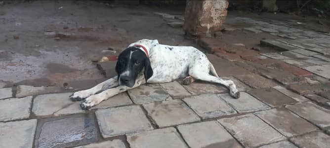 Non pedigree  pointer dog