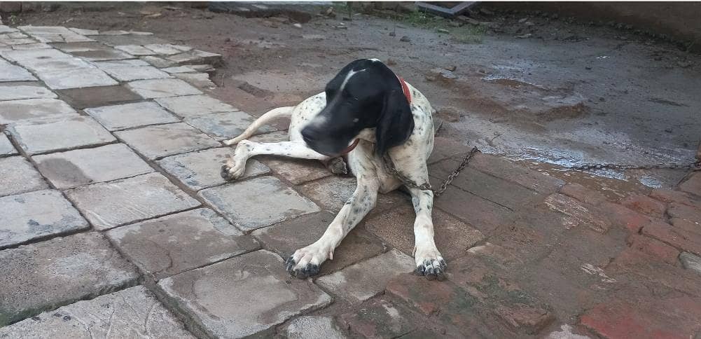 Non pedigree  pointer dog 1