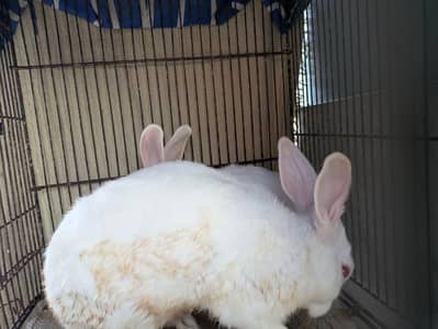 White rabits red aye