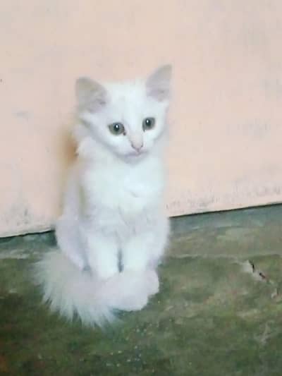 Persian kittens for sell