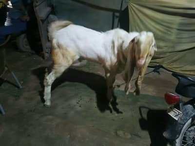 BREEDER BAKRA