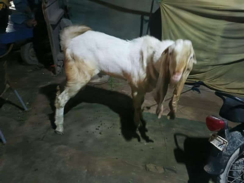 BREEDER BAKRA 0