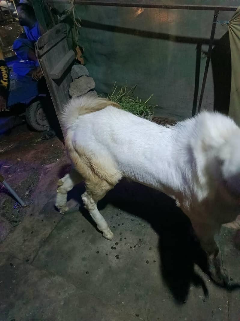 BREEDER BAKRA 1