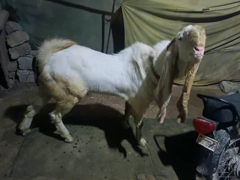 BREEDER BAKRA 2