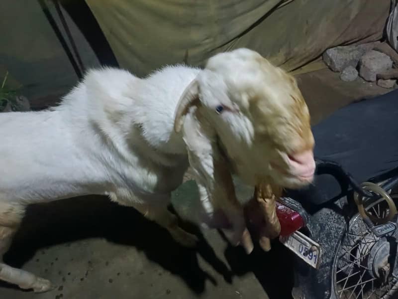 BREEDER BAKRA 3