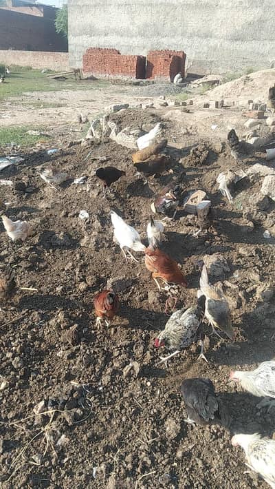 70 total animal hy