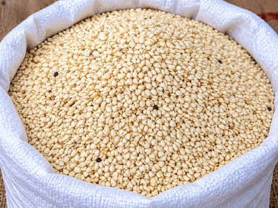 White Sesame Seeds for Sale – سفید تل