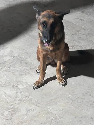 sale dog