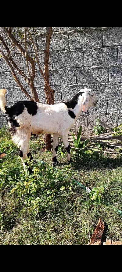 khera  male Goat for Sale – Rs. 35,000