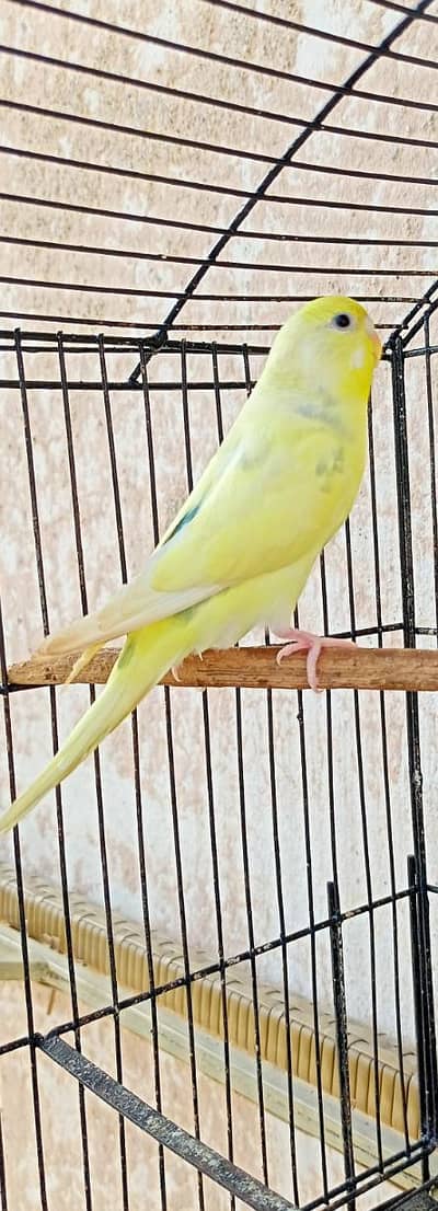 Budgies Breeder 6 Females Bajri Australian Parrots Females For Sale.