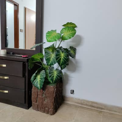 indoor plant