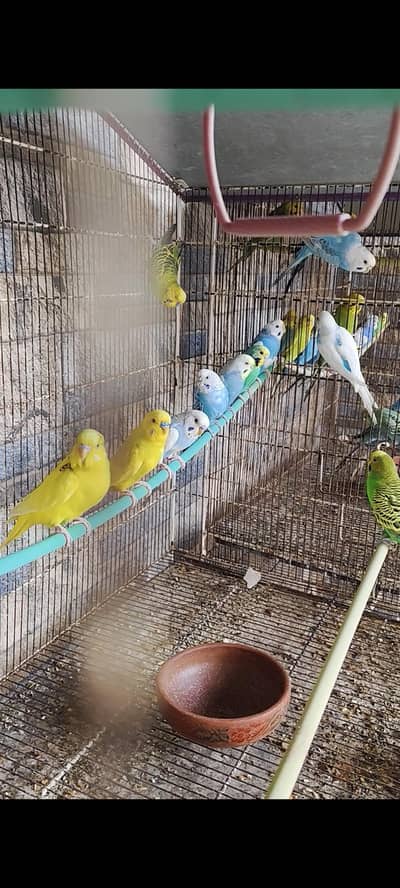 Confirmed Breeder Pair of Australian Budgies for Sale (Healthy & Acti)