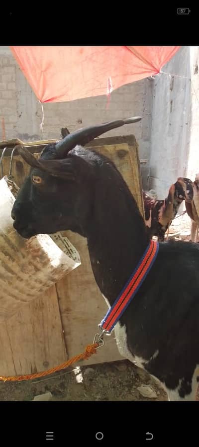 6 dant Teddi bakri what's app 03012562603