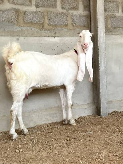 Big Frame Pure Gulabi Bakri – 3 Months Pregnant