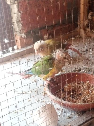 pineapple conure + green pair salr argant
