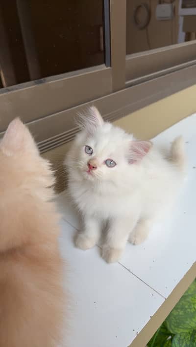Persian Kitten