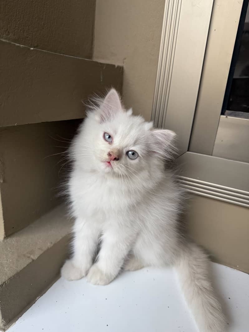 Persian Kitten 1