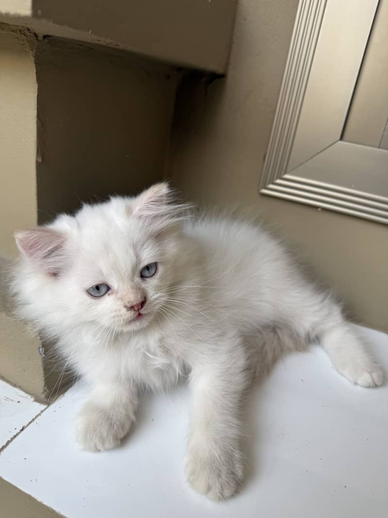 Persian Kitten 2