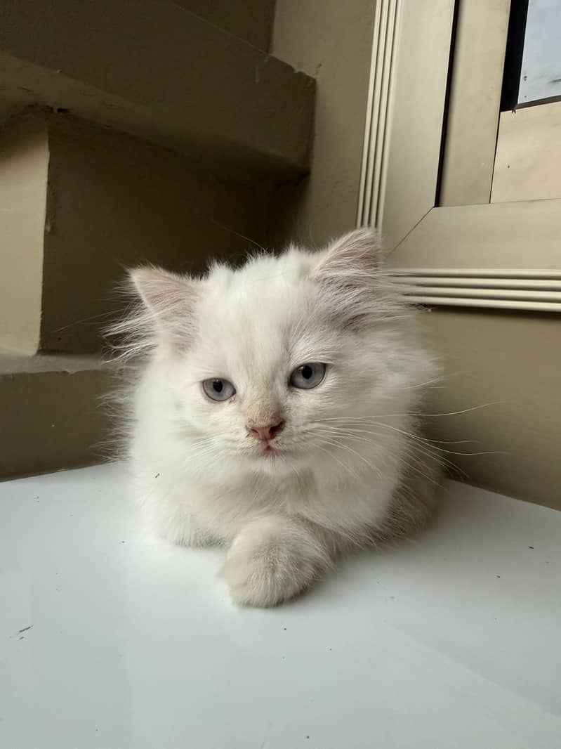 Persian Kitten 3