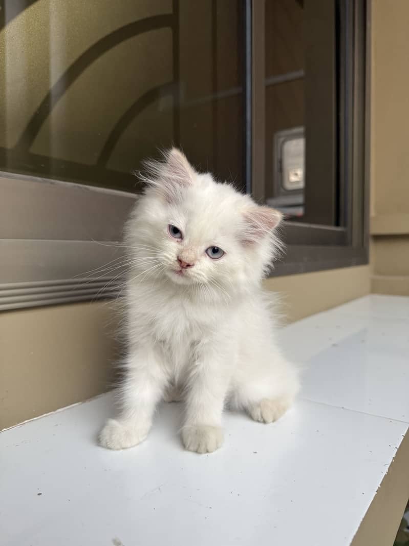 Persian Kitten 4