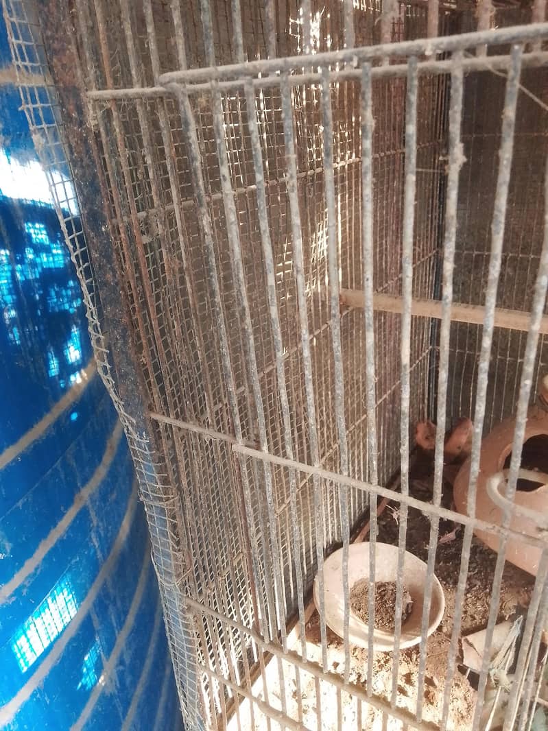 8 portion cage 1
