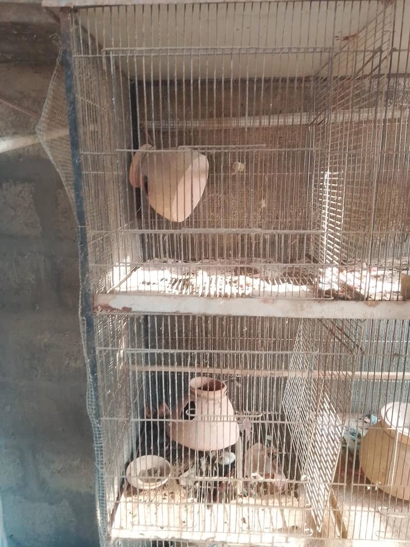 8 portion cage 4