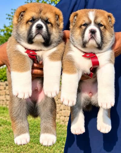 Pradesh Kangal dog pair 2 month for sale cargo available