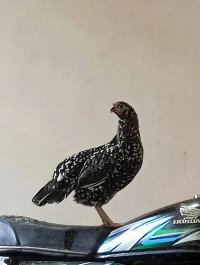 Pakistani Aseel cross