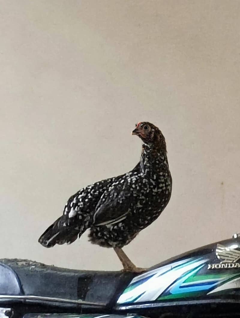 Pakistani Aseel,Desi cross 0