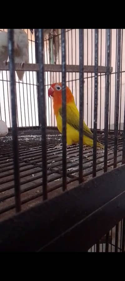 breeder  pair for sale