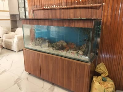 fish aqurium