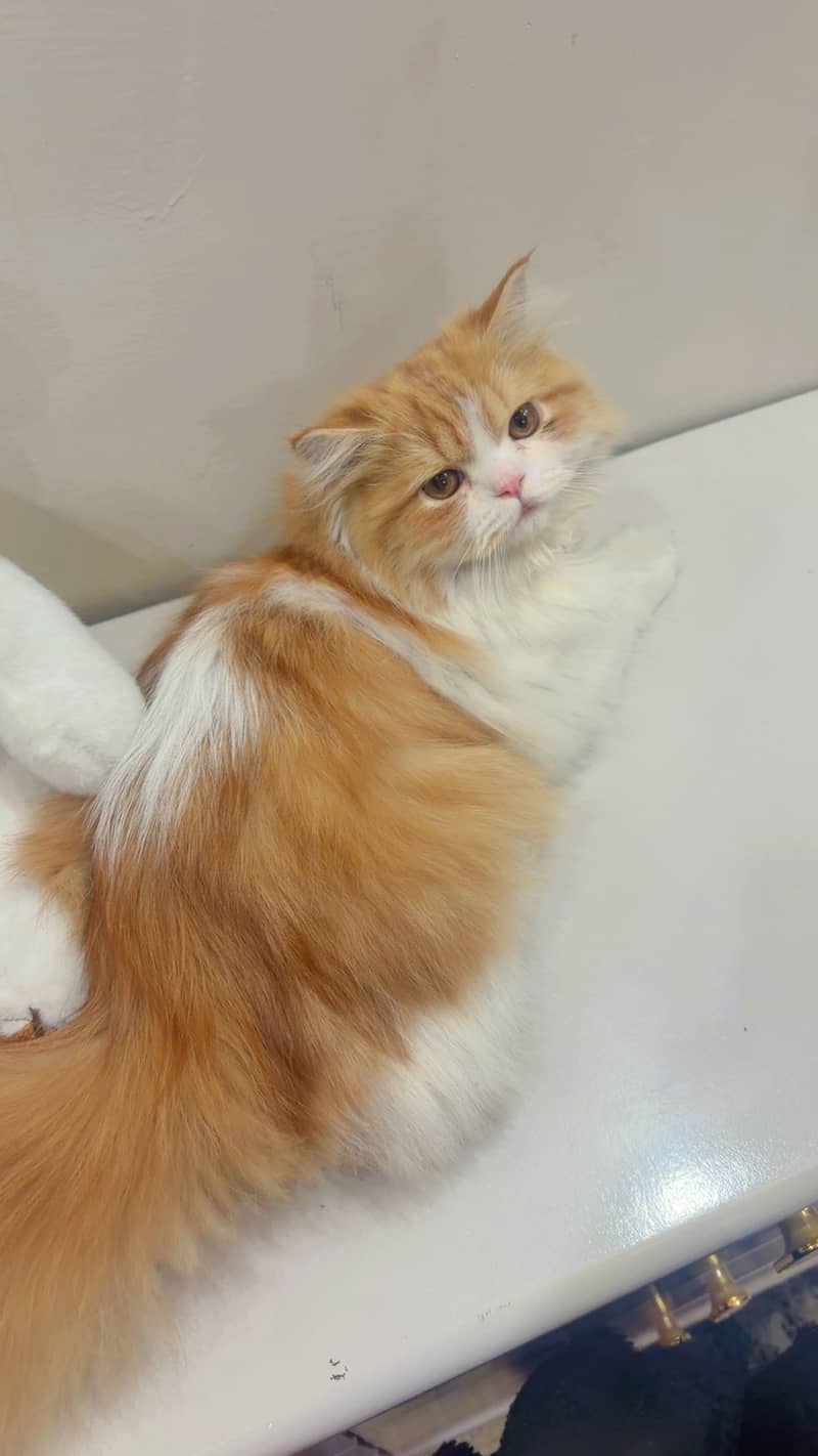 Persian cat 0