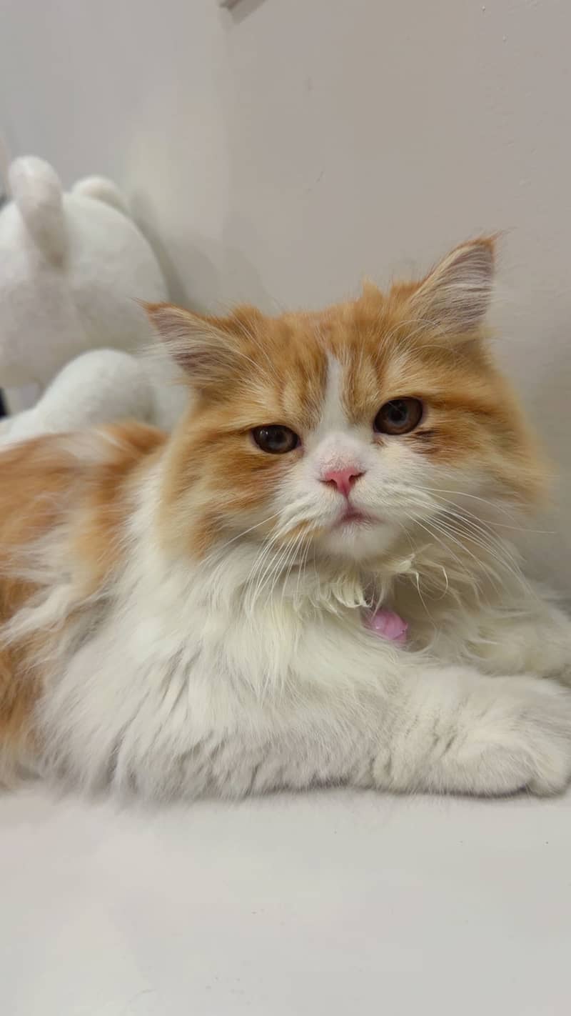 Persian cat 1