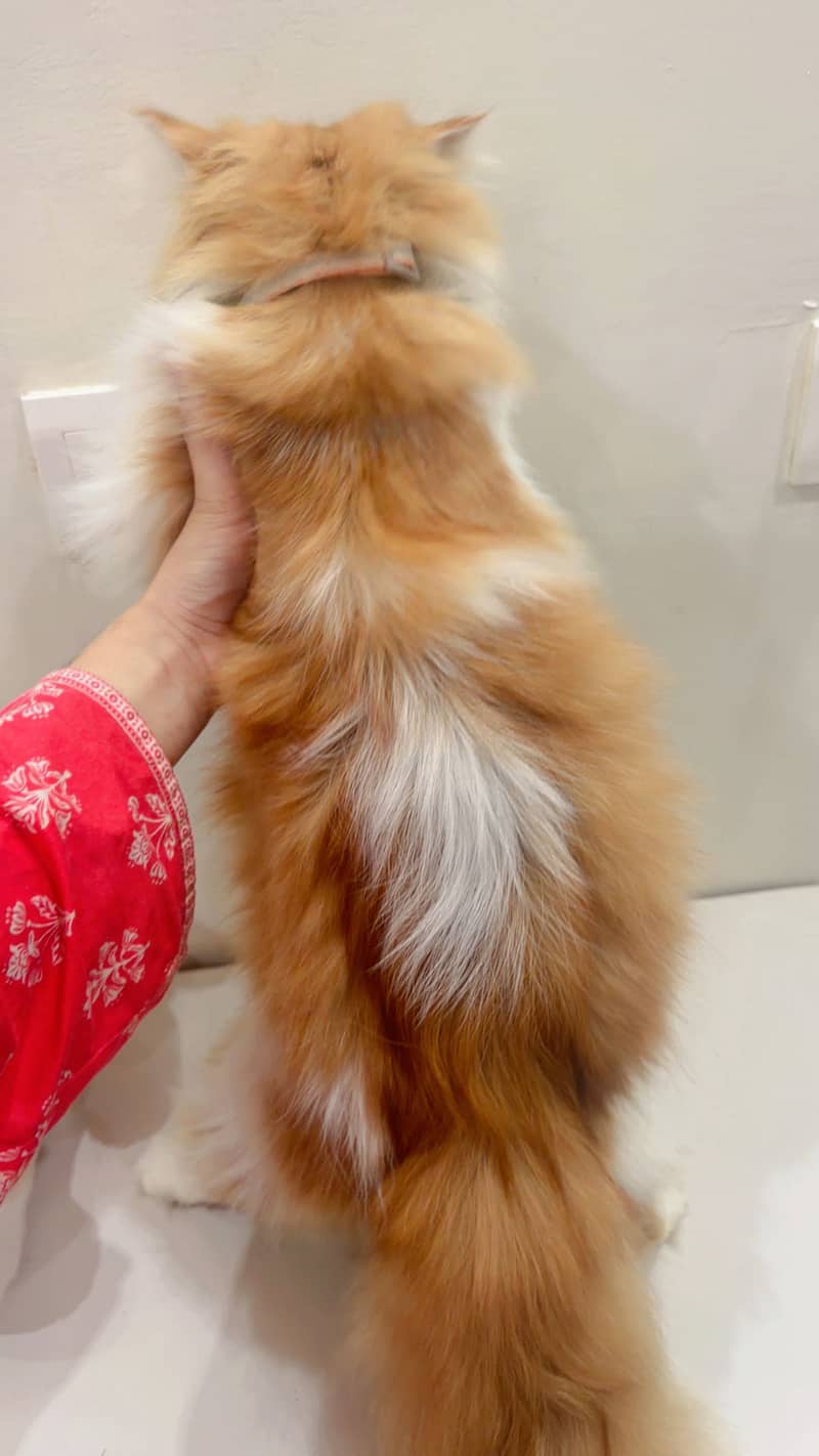 Persian cat 2