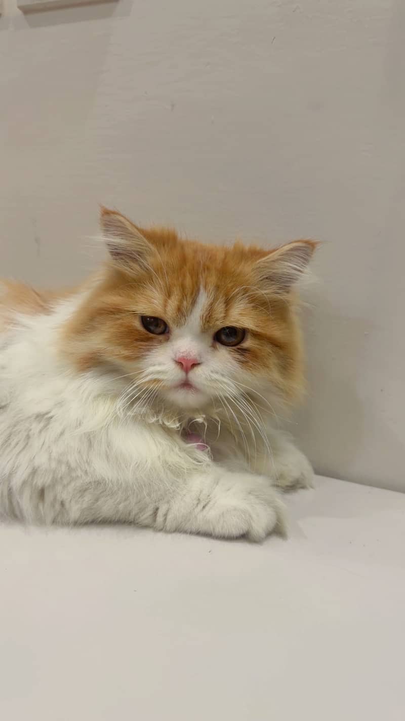 Persian cat 3