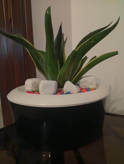 Pot with indoor plant with some rocks