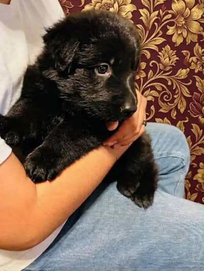 Precious black german shepherd puppy healthy 10/10