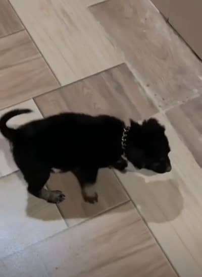Precious black german shepherd puppy healthy 10/10 whatapp msg