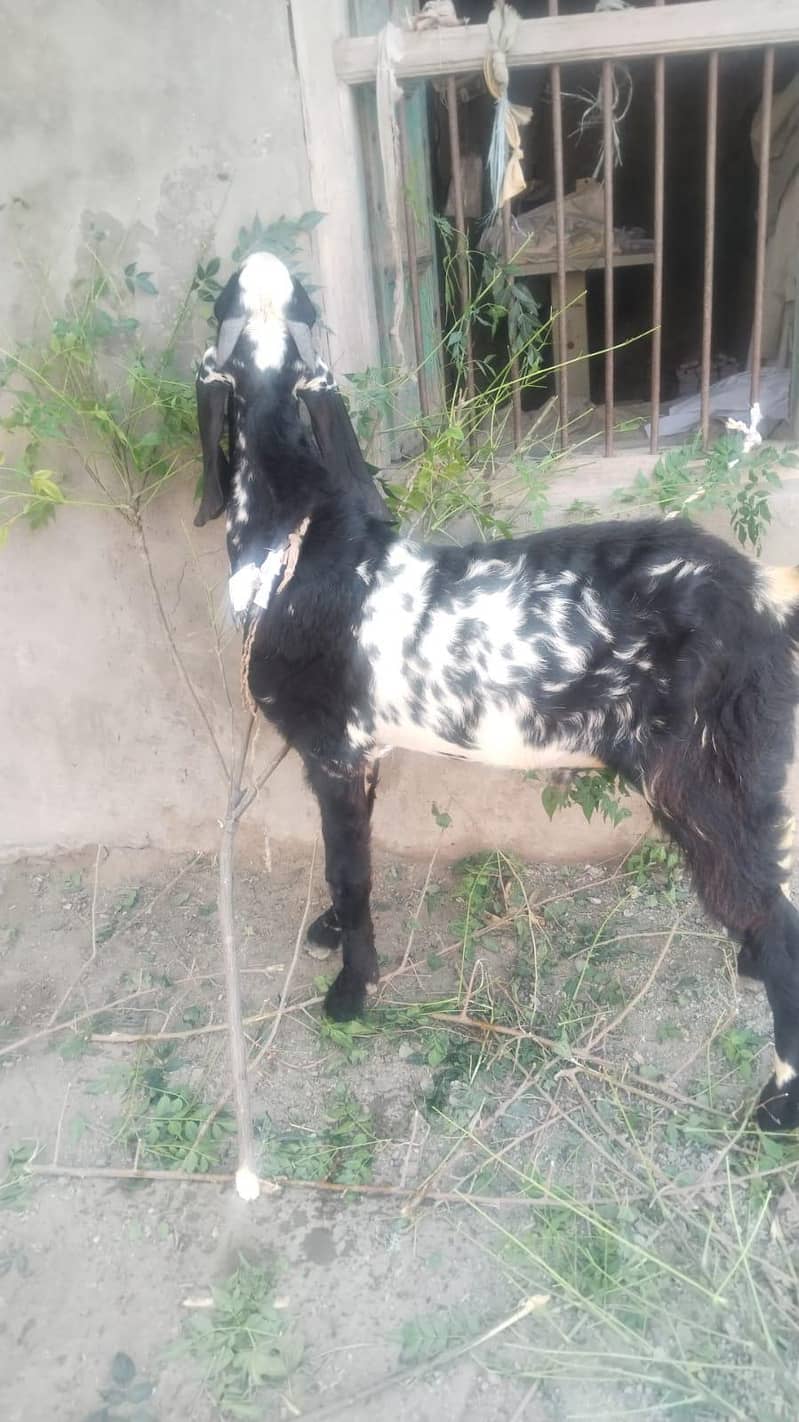 Bakra 9month age 0