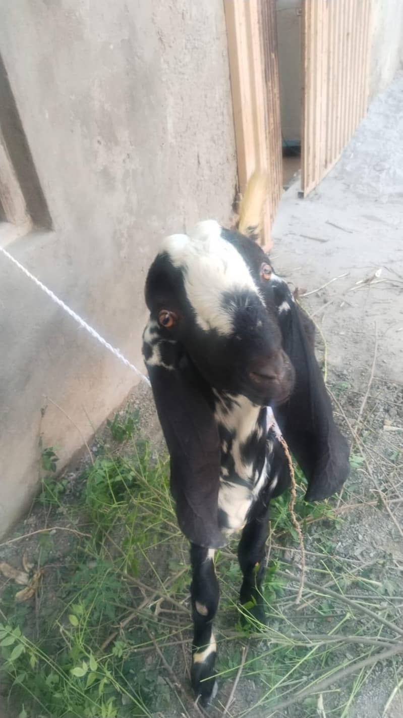 Bakra 9month age 1