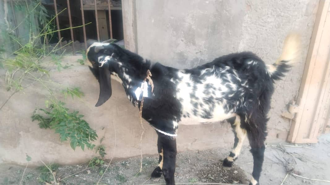 Bakra 9month age 2