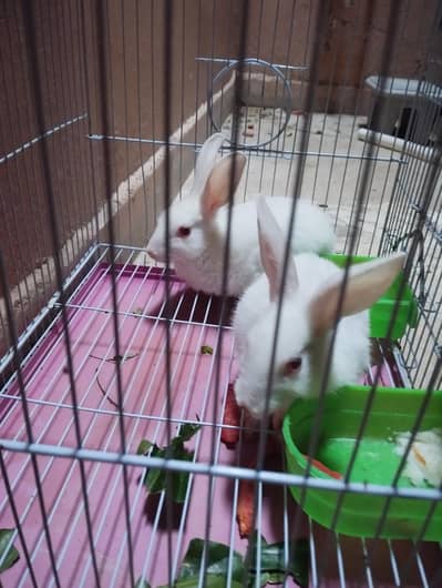 urgent sale